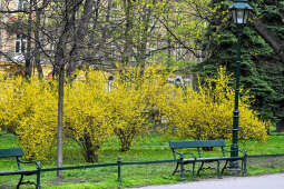 umk_4220.jpg-wiosna, Planty, Kraków, kwiaty, drzewa, zielono, zieleń, ludzie, miasto, 2023