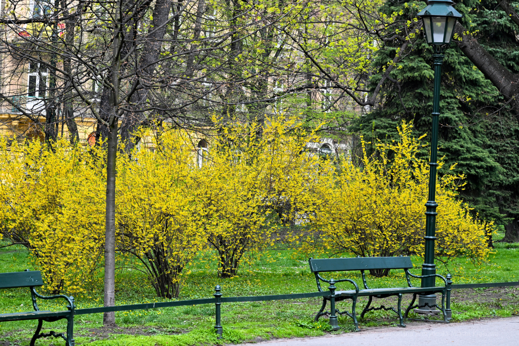 umk_4220.jpg-wiosna, Planty, Kraków, kwiaty, drzewa, zielono, zieleń, ludzie, miasto, 2023  Autor: P. Wojnarowski