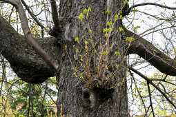 umk_4222.jpg-wiosna, Planty, Kraków, kwiaty, drzewa, zielono, zieleń, ludzie, miasto, 2023