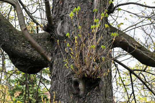 umk_4222.jpg-wiosna, Planty, Kraków, kwiaty, drzewa, zielono, zieleń, ludzie, miasto, 2023