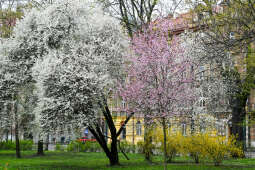 umk_4229.jpg-wiosna, Planty, Kraków, kwiaty, drzewa, zielono, zieleń, ludzie, miasto, 2023