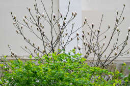 umk_4237.jpg-wiosna, Planty, Kraków, kwiaty, drzewa, zielono, zieleń, ludzie, miasto, 2023