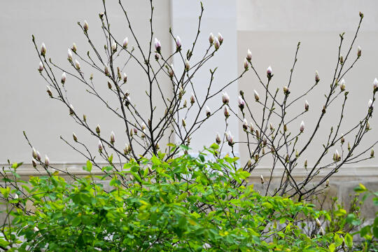 umk_4237.jpg-wiosna, Planty, Kraków, kwiaty, drzewa, zielono, zieleń, ludzie, miasto, 2023