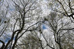 umk_4238.jpg-wiosna, Planty, Kraków, kwiaty, drzewa, zielono, zieleń, ludzie, miasto, 2023