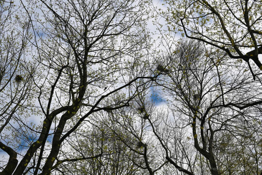 umk_4238.jpg-wiosna, Planty, Kraków, kwiaty, drzewa, zielono, zieleń, ludzie, miasto, 2023