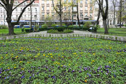 umk_4241.jpg-wiosna, Planty, Kraków, kwiaty, drzewa, zielono, zieleń, ludzie, miasto, 2023