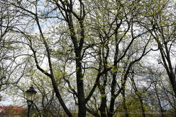 umk_4244.jpg-wiosna, Planty, Kraków, kwiaty, drzewa, zielono, zieleń, ludzie, miasto, 2023