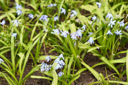umk_4251.jpg-wiosna, Planty, Kraków, kwiaty, drzewa, zielono, zieleń, ludzie, miasto, 2023