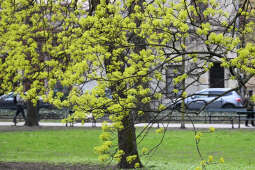umk_4260.jpg-wiosna, Planty, Kraków, kwiaty, drzewa, zielono, zieleń, ludzie, miasto, 2023