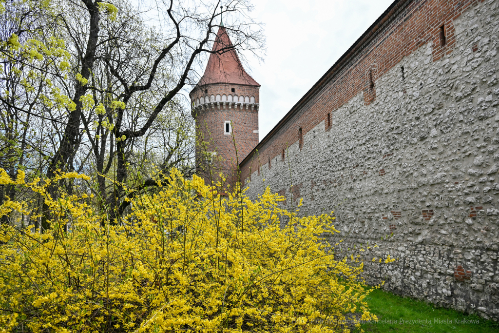 umk_4269.jpg-wiosna, Planty, Kraków, kwiaty, drzewa, zielono, zieleń, ludzie, miasto, 2023  Autor: P. Wojnarowski