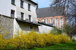 umk_4320.jpg-wiosna, Planty, Kraków, kwiaty, drzewa, zielono, zieleń, ludzie, miasto, 2023