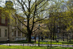 umk_5717.jpg-wiosna, Planty, Kraków, kwiaty, drzewa, zielono, zieleń, ludzie, miasto, 2023