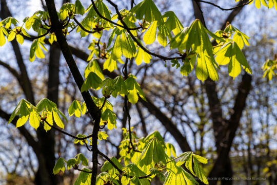 umk_5726.jpg-wiosna, Planty, Kraków, kwiaty, drzewa, zielono, zieleń, ludzie, miasto, 2023