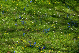 umk_5728.jpg-wiosna, Planty, Kraków, kwiaty, drzewa, zielono, zieleń, ludzie, miasto, 2023