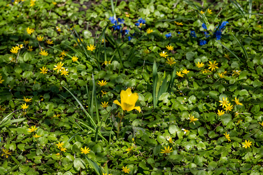 umk_5731.jpg-wiosna, Planty, Kraków, kwiaty, drzewa, zielono, zieleń, ludzie, miasto, 2023  Autor: P. Wojnarowski
