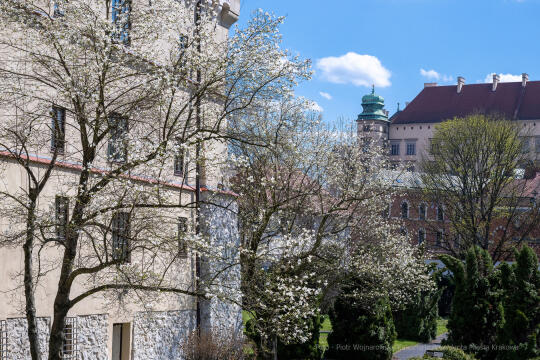 umk_5732.jpg-wiosna, Planty, Kraków, kwiaty, drzewa, zielono, zieleń, ludzie, miasto, 2023