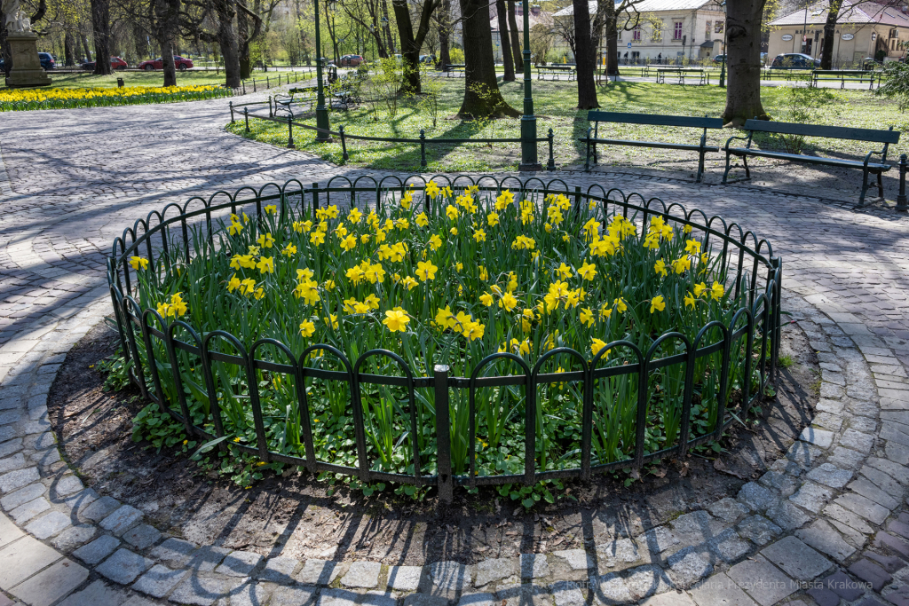 umk_5752.jpg-wiosna, Planty, Kraków, kwiaty, drzewa, zielono, zieleń, ludzie, miasto, 2023  Autor: P. Wojnarowski