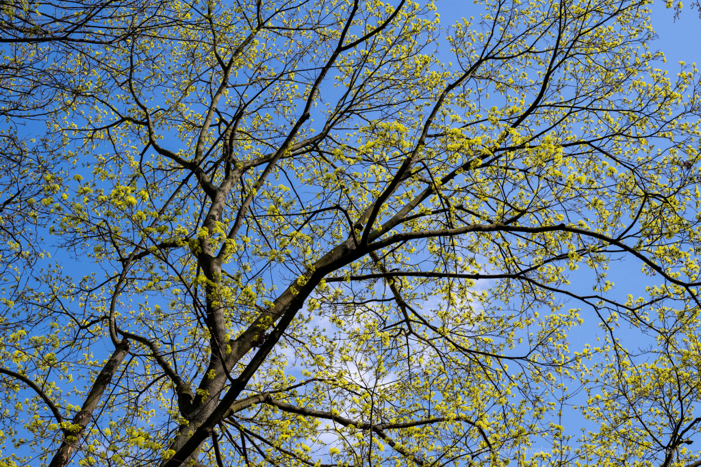 umk_5755.jpg-wiosna, Planty, Kraków, kwiaty, drzewa, zielono, zieleń, ludzie, miasto, 2023  Autor: P. Wojnarowski