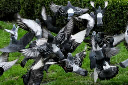 umk_5756.jpg-wiosna, Planty, Kraków, kwiaty, drzewa, zielono, zieleń, ludzie, miasto, 2023