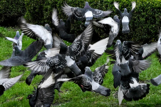 umk_5756.jpg-wiosna, Planty, Kraków, kwiaty, drzewa, zielono, zieleń, ludzie, miasto, 2023