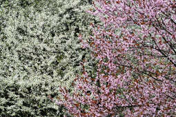 umk_5757.jpg-wiosna, Planty, Kraków, kwiaty, drzewa, zielono, zieleń, ludzie, miasto, 2023