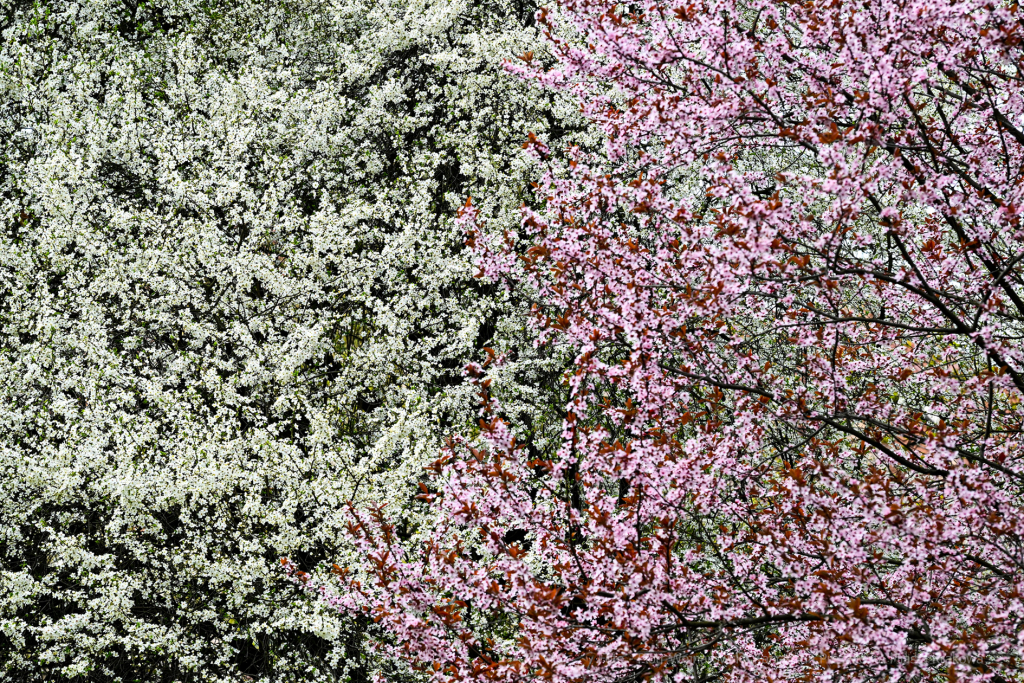umk_5757.jpg-wiosna, Planty, Kraków, kwiaty, drzewa, zielono, zieleń, ludzie, miasto, 2023  Autor: P. Wojnarowski