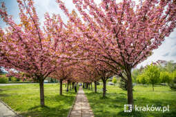 jg1_230502_krpl_202a0570.jpg-Kwitnące wiśnie, Bronowice, wiosna