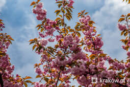 jg1_230502_krpl_202a0585.jpg-Kwitnące wiśnie, Bronowice, wiosna
