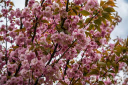 jg1_230502_krpl_202a0596.jpg-Kwitnące wiśnie, Bronowice, wiosna