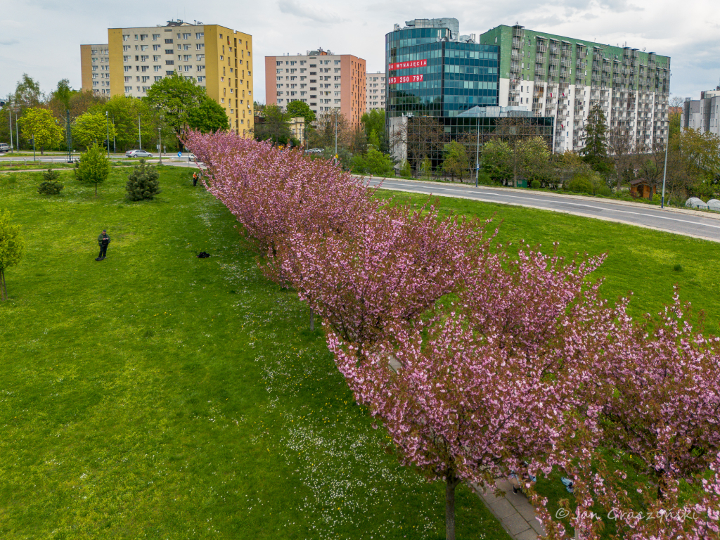 jg1_230502_krpl_dji_0349.jpg-Kwitnące wiśnie, Bronowice, wiosna