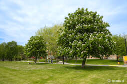 bs_230513_1723.jpg-Piknik w parku Kurdwanów, 05.2023, p. Kulig