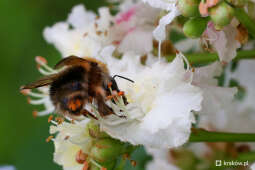bs_230513_2075.jpg-Piknik w parku Kurdwanów, 05.2023, p. Kulig