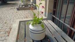 img_20230829_113048.jpg-Prace ogrodowe na Helclów.