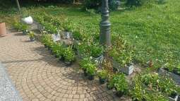 img_20230829_113119.jpg-Prace ogrodowe na Helclów.