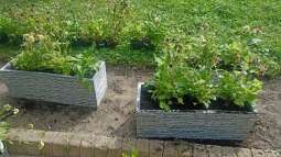 img_20230829_113228.jpg-Prace ogrodowe na Helclów.