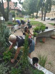 received_819647186374037.jpeg-Prace ogrodowe na Helclów.