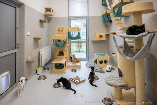 Kraków, Otofotokronika, Urząd Miasta Krakowa, UMK, Majchrowski, Schronisko Dla Bezdomnych Zwierzą