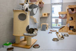 Kraków, Otofotokronika, Urząd Miasta Krakowa, UMK, Majchrowski, Schronisko Dla Bezdomnych Zwierzą