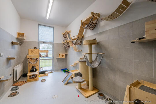 Kraków, Otofotokronika, Urząd Miasta Krakowa, UMK, Majchrowski, Schronisko Dla Bezdomnych Zwierzą