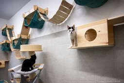 Kraków, Otofotokronika, Urząd Miasta Krakowa, UMK, Majchrowski, Schronisko Dla Bezdomnych Zwierzą