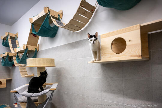 Kraków, Otofotokronika, Urząd Miasta Krakowa, UMK, Majchrowski, Schronisko Dla Bezdomnych Zwierzą