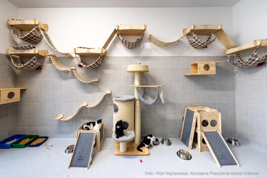 Kraków, Otofotokronika, Urząd Miasta Krakowa, UMK, Majchrowski, Schronisko Dla Bezdomnych Zwierzą