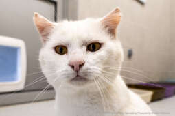 Kraków, Otofotokronika, Urząd Miasta Krakowa, UMK, Majchrowski, Schronisko Dla Bezdomnych Zwierzą