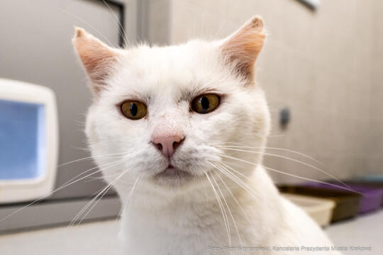 Kraków, Otofotokronika, Urząd Miasta Krakowa, UMK, Majchrowski, Schronisko Dla Bezdomnych Zwierzą