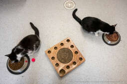 Kraków, Otofotokronika, Urząd Miasta Krakowa, UMK, Majchrowski, Schronisko Dla Bezdomnych Zwierzą