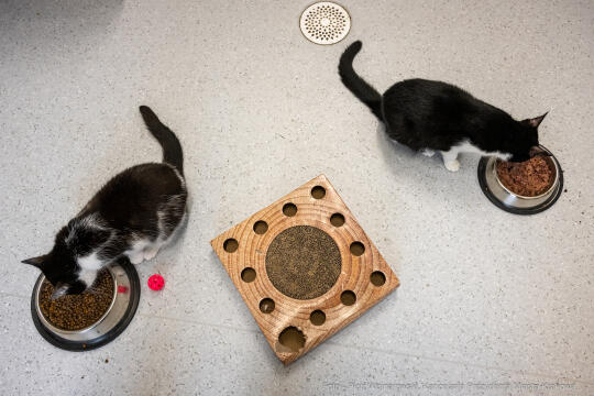 Kraków, Otofotokronika, Urząd Miasta Krakowa, UMK, Majchrowski, Schronisko Dla Bezdomnych Zwierzą