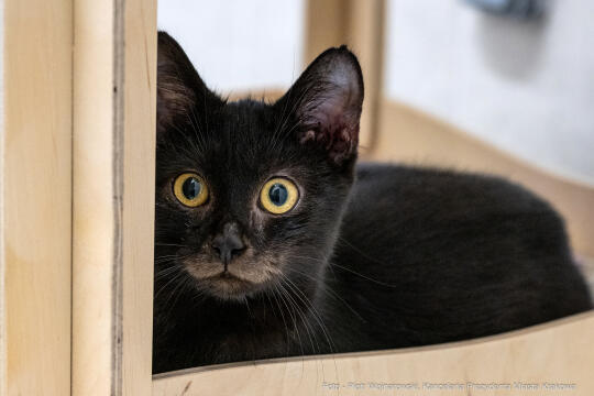 Kraków, Otofotokronika, Urząd Miasta Krakowa, UMK, Majchrowski, Schronisko Dla Bezdomnych Zwierzą