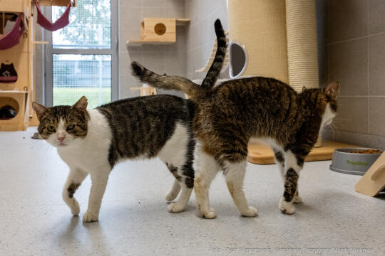 Kraków, Otofotokronika, Urząd Miasta Krakowa, UMK, Majchrowski, Schronisko Dla Bezdomnych Zwierzą