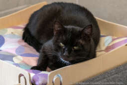 Kraków, Otofotokronika, Urząd Miasta Krakowa, UMK, Majchrowski, Schronisko Dla Bezdomnych Zwierzą