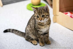 Kraków, Otofotokronika, Urząd Miasta Krakowa, UMK, Majchrowski, Schronisko Dla Bezdomnych Zwierzą